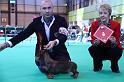 Crufts_dachshunds 1175